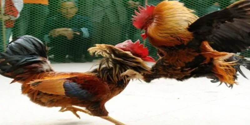Độ uy tín siêu cấp