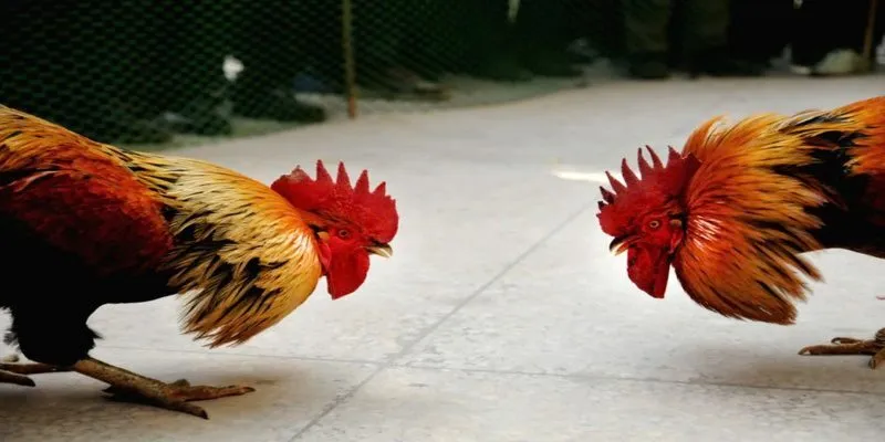 Theo dõi mọi kèo tiền