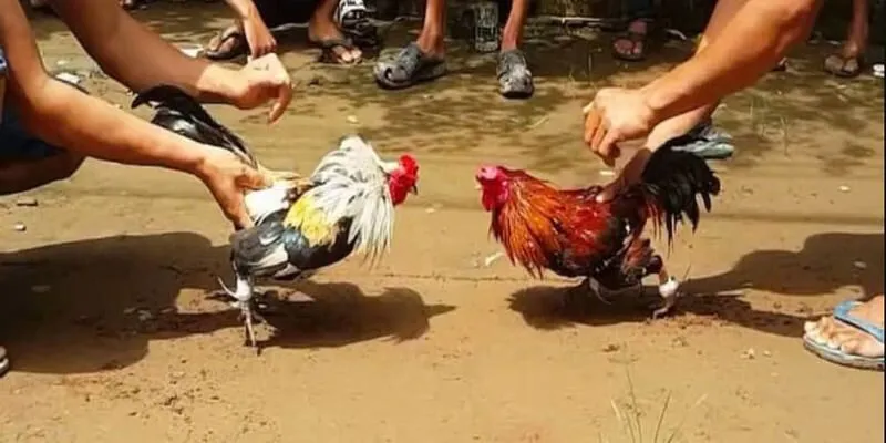 Trận đá gà miền Tây diễn ra sôi động